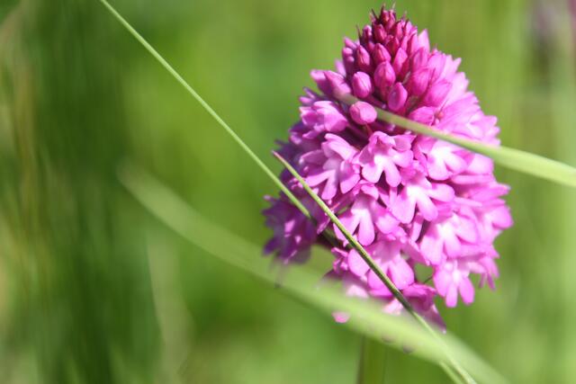 27.05.2017 Pyramidenorchis