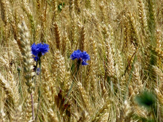Kornblumen