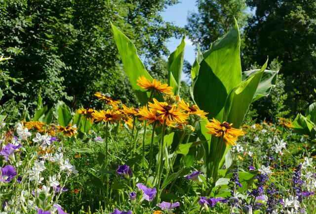 Sommerblumen