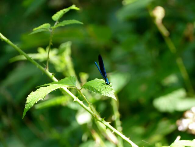 seltenet Gast im Garten
