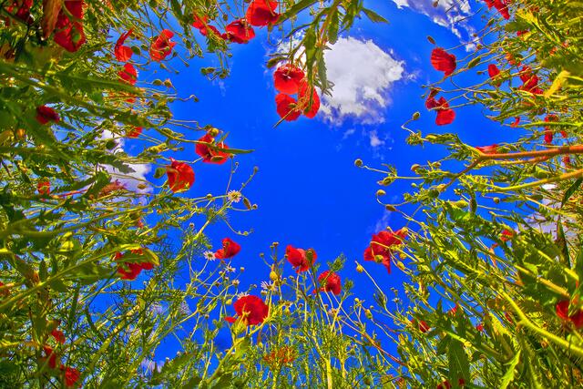 Klatschmohn aus der Froschperspektive