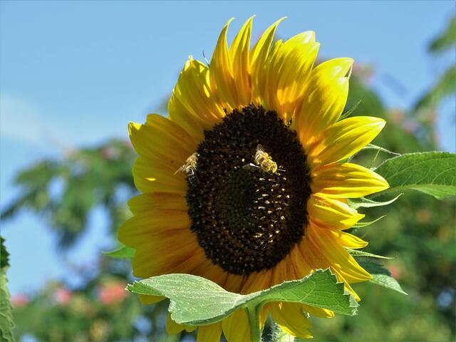 Die ersten Sonnenblumen grüßen uns im Garten.