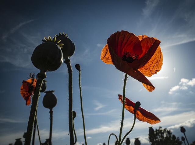 Der letzte Klatschmohn, der Blaumohn ist schon verkapselt