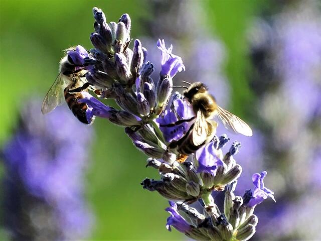 "Sommerarbeit für die Bienen." -Die unverdroßne Bienenschar fliegt hin und her, sucht hier und da ihr edle Honigspeise-..( P. Gerhardt.)  .-