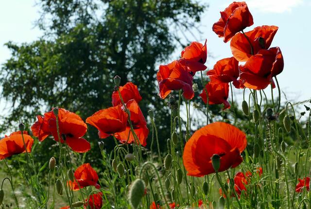Klatschmohn