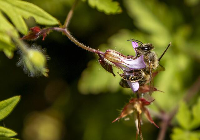 Fleißiges Bienenleben