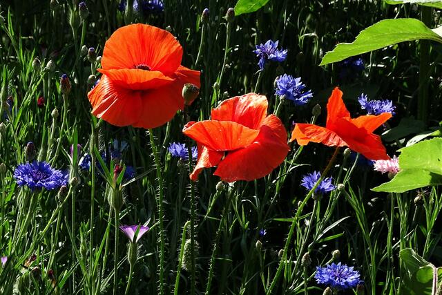 Sommerblumen im heimischen Garten, für Bienen, Hummeln und Co.
