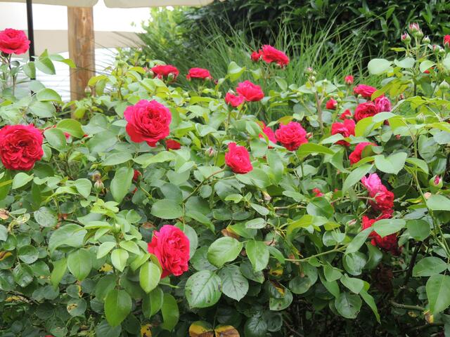 Herrliche Rosen im Garten