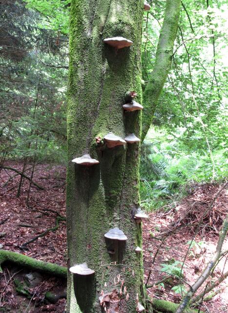 Das Totholz im Bannwald ist von Natur-Kunstwerken besiedelt.