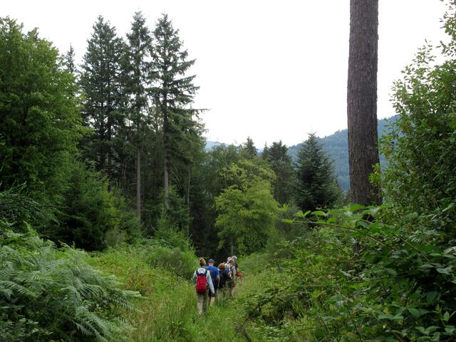 Wunderschöne Naturwege führen über den Rücken zwischen Hirschhornberg und Neckarberg hinunter zum Ortsteil Ersheim