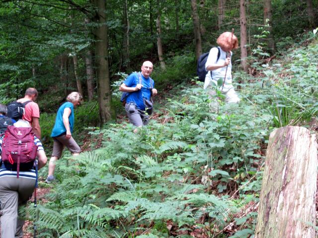 Die Wandergruppe steigt durch den Bannwald hinauf. Ziel ist die Schönbrunner Höhe.