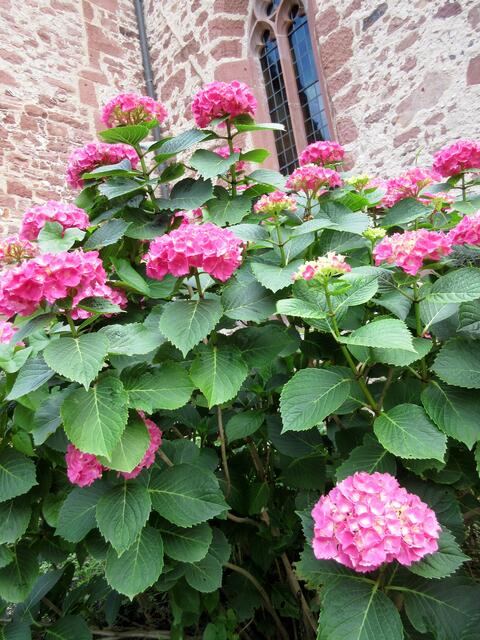 Hortensien blühen an der Ersheimer Kapelle