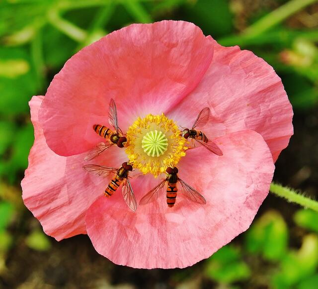 Besuchte Mohnblüte