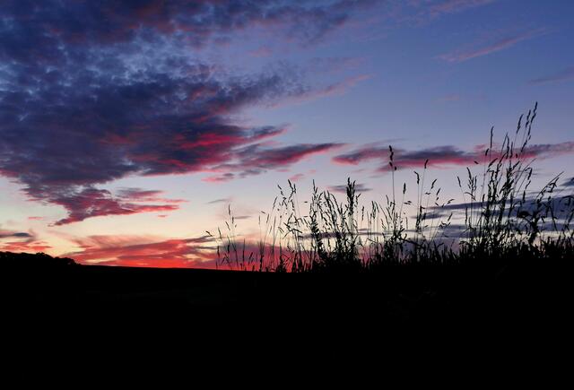 Sonnenuntergang mit Gräsern