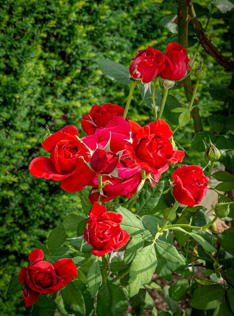 "Mama Rose mit ihren 9 Kindern"