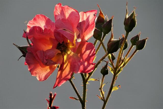 Vom Abendlicht durchflutete Rose. (Im heimischen Garten.)