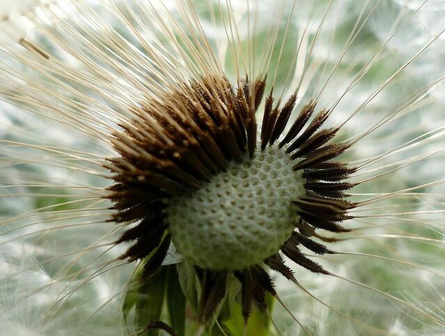 Pusteblume