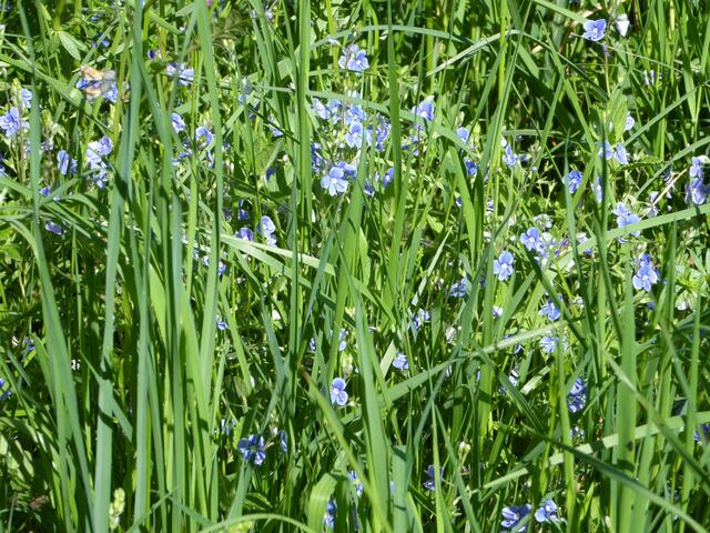 Wiesenblumen gehören bei mir immer zum Sommer