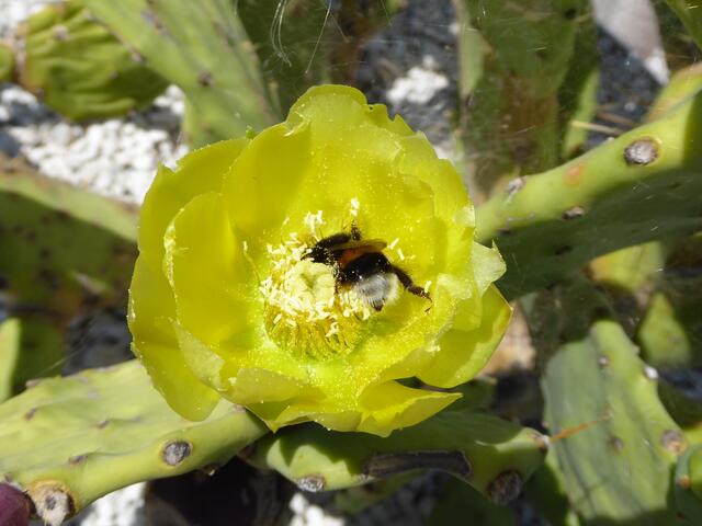 Kaktusblüte mit Hummel  - BUGA