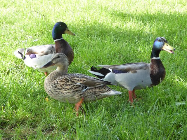 Entenfamilie