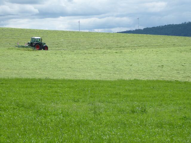 Frisch gemähtes Gras - Sommer pur