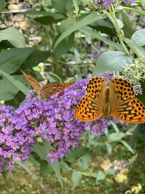 Schmetterlingsflieder und Schmetterlinge im Garnberger Garten
