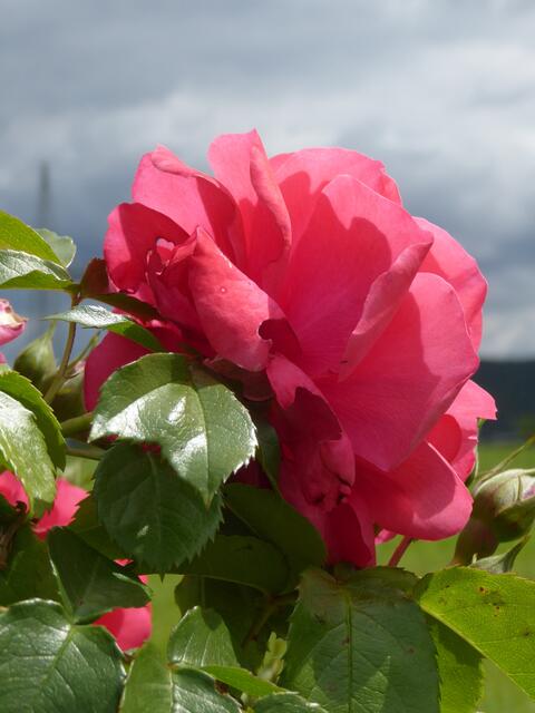 Natürlich darf die Rose nicht fehlen!