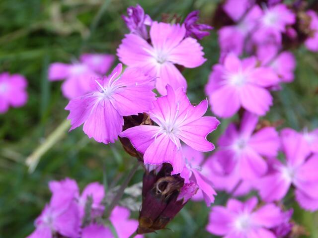 Wiesenblume
