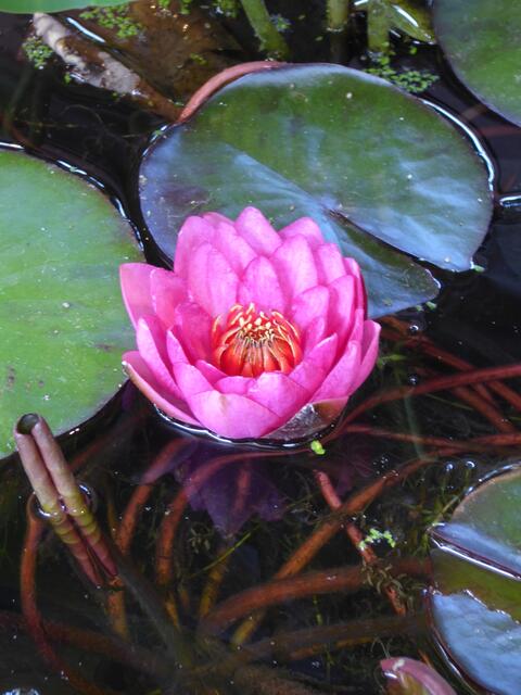 Seerose  - BUGA