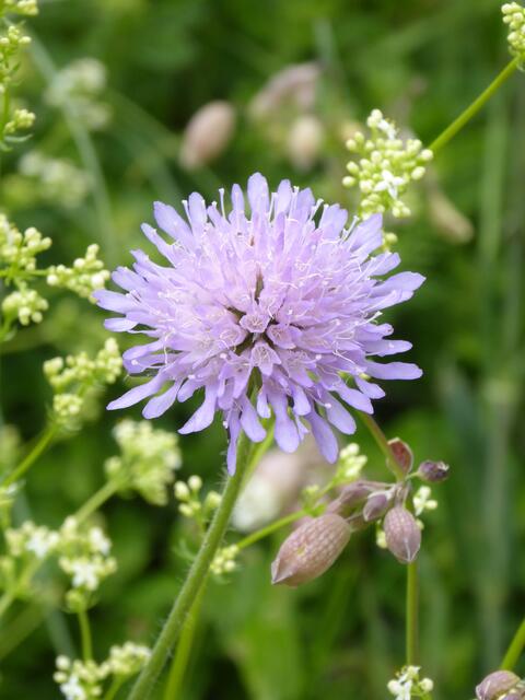 Wiesenblume