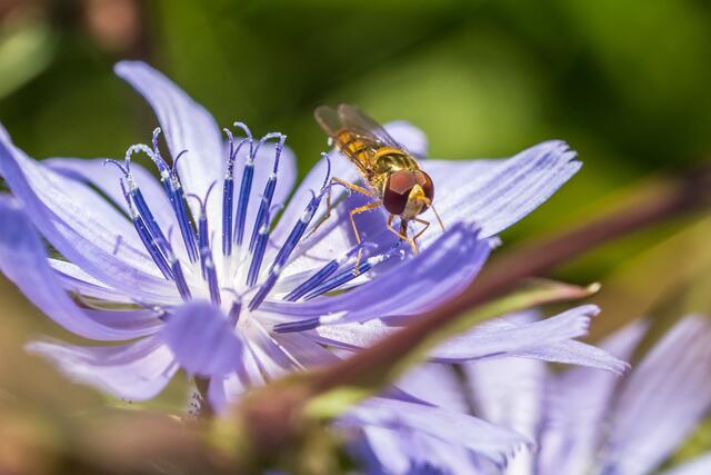 Blumenwiese 1