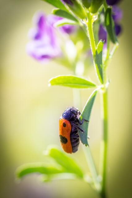 Blumenwiese 5