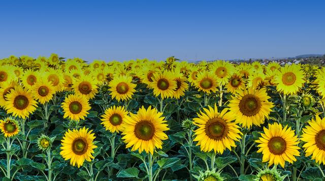 Sommer ist... wenn die Sonnenblumen blühen.