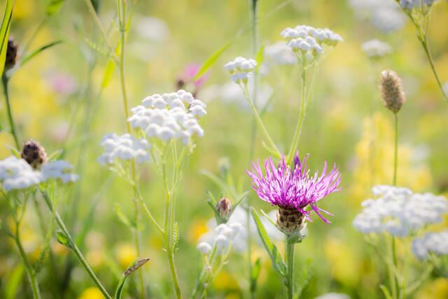 Sommer ist... eine Wiese mit Blumen,Gräsern und vielen kleinen Bewohnern.