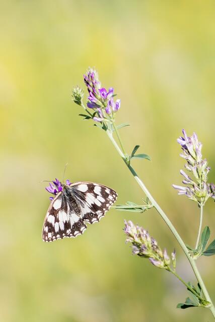 Blumenwiese 2