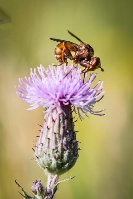 Blumenwiese 4