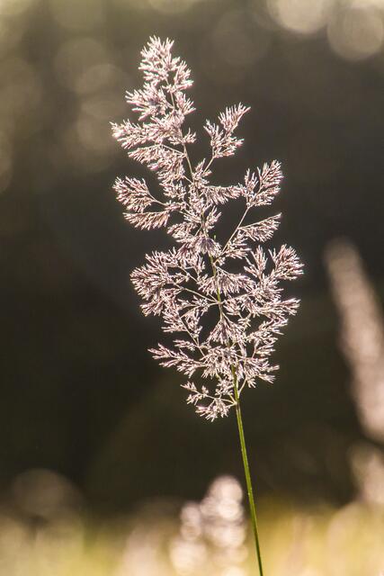 Blumenwiese mit Gräsern