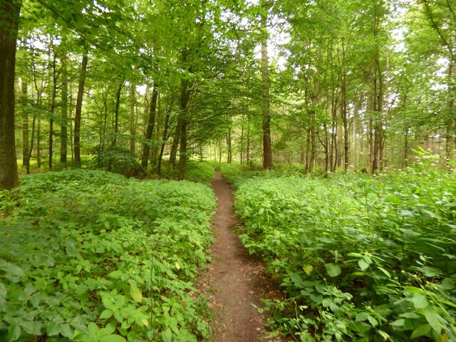 Ein schöner Pfad durch dicht bewachsenen Waldboden