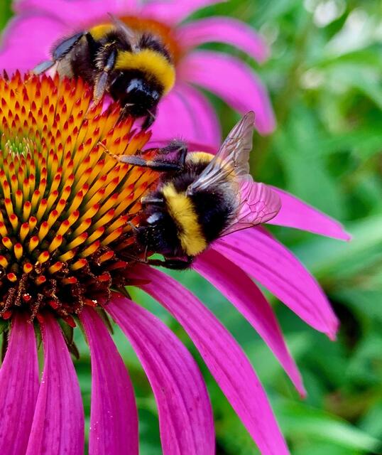 eine Blüte für zwei