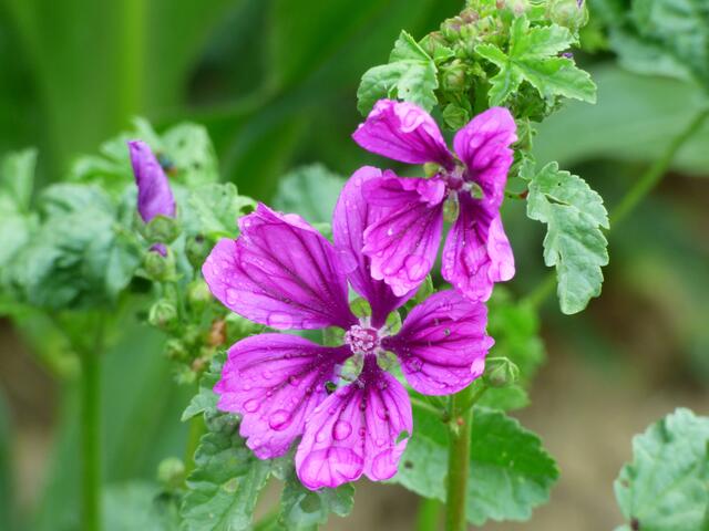 Malvenblüten