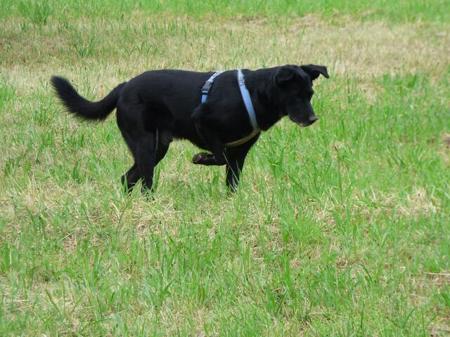 Was sieht Nero denn da? Nach seiner erdigen Schnauze zu urteilen, sieht's nach Mäusejagd aus.....