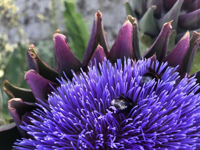 Zwei Hummel auf Nektarsuche
