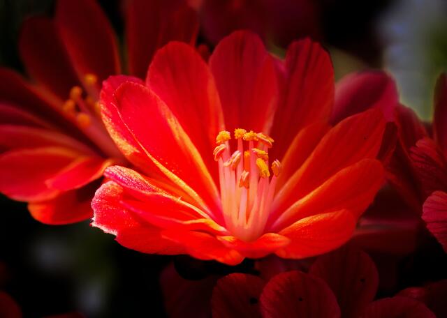 Abends im Garten