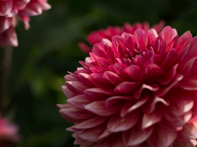Dahlienblüte auf der BuGa