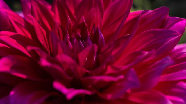 Dahlienblüte auf der BuGa