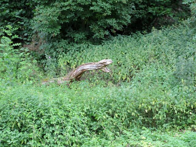 Riesenschlange. Das Ungeheuer im Rieter Tal