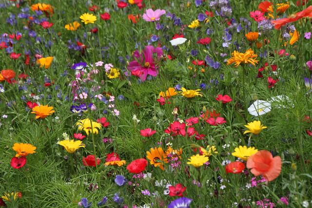 Blumenwiese