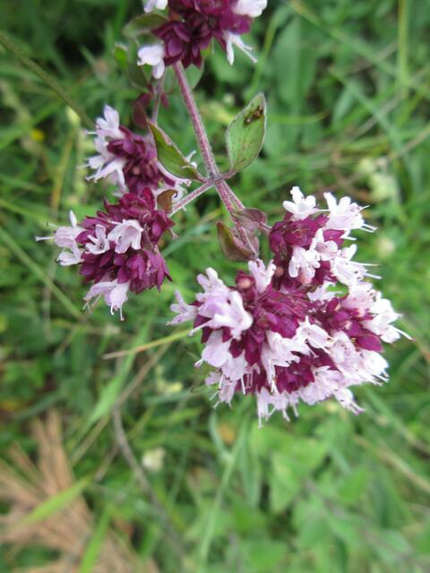 Die einen sagen Dost, die anderen Oregano. Origanum vulgare.