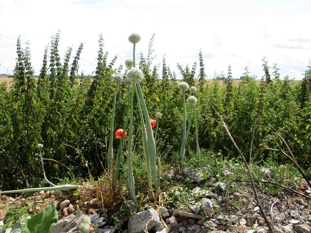 Arrangement von Brennnesseln und Lauch auf einer Schutthalde am Wegesrand.