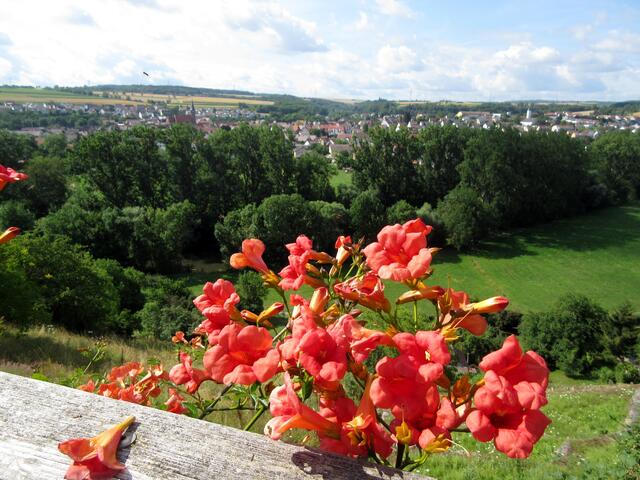 Die Aussicht auf Enzweihingen vom Kornberg aus. Im Vordergrund Trompentenblumen.